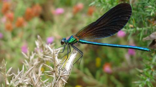 calopteryx_virgo.jpg